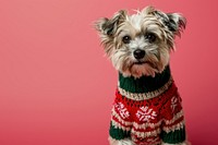  Cute dog in knitted sweater christmas mammal. AI generated Image by rawpixel.