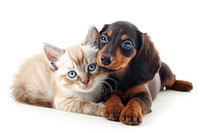 Ragdoll kitten and Dachshund aka teckel puppy dachshund animal mammal.