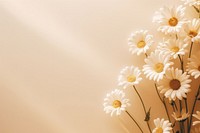  Aesthetic chamomile daisy flowers backgrounds sunlight petal. AI generated Image by rawpixel.