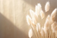  Dried bunny tail grass backgrounds sunlight plant. AI generated Image by rawpixel.