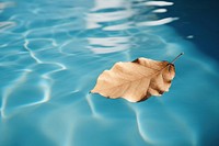 A leaf floating on swimming pool sunlight outdoors nature. AI generated Image by rawpixel.