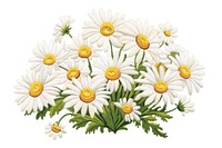 Daisy flower bouquet embroidery plant white.