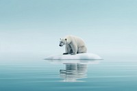 Polar bear on ice wildlife iceberg animal.
