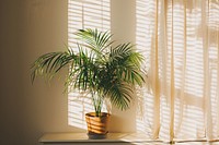 Lifestyle activity windowsill plant tree.