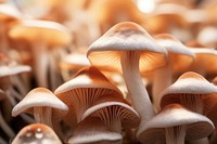 Underside of mushrooms fungus plant agaricaceae.