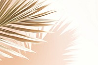  Natural palm leaf backgrounds sunlight outdoors. AI generated Image by rawpixel.