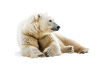Winter bear wildlife animal mammal.