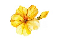 Yellow watercolor flower petal plant white background.