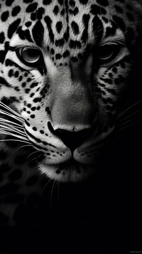 Photo of black and white leopard print wildlife cheetah animal.