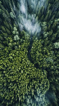 Aerial top down view of Alaska landscape outdoors woodland.