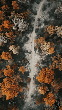 Aerial top down view of Autumn landscape outdoors woodland nature.