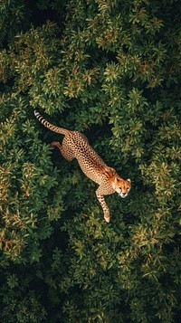 Aerial top down view of cheetah running on forest wildlife outdoors leopard.