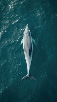 Aerial top down view of Dolphin dolphin animal mammal.