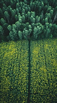 Aerial top down view of Flower field landscape outdoors woodland.