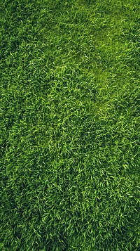 Aerial top down view of green field grass plant lawn.