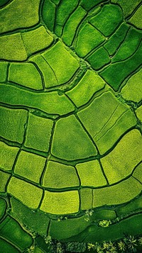 Aerial top down view of Rice field landscape outdoors nature.