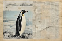 Penguin border animal paper bird.
