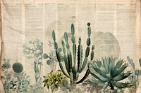 Cactus border plant paper outdoors.