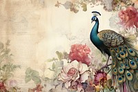 Peacock border backgrounds painting animal.