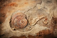 Paleolithic cave art painting style of Shell backgrounds ancient fossil.