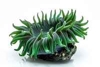 Dark green sea anemone plant white background invertebrate.