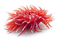 Red sea anemone flower plant white background.