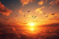 Photo of sunset in the sky sunlight flying bird.