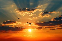 Photo of sunset in the sky sunlight flying bird.