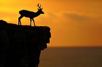 Photo of silhouette deer walking wildlife outdoors sunset.