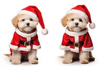 Santa claus mammal animal puppy. AI generated Image by rawpixel.
