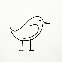 Drawing of a bird animal sketch white.