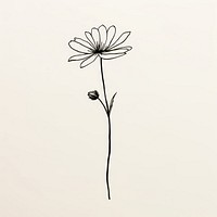 Drawing of a daisy flower sketch plant.