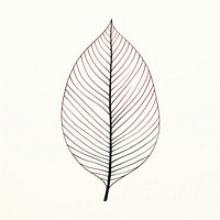 Drawing of a leaf plant line white background.