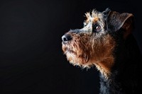 Airedale terrier dog animal mammal pet.
