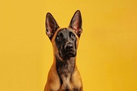 Belgian malinois dog mammal animal pet.