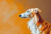 Borzoi dog animal mammal pet.