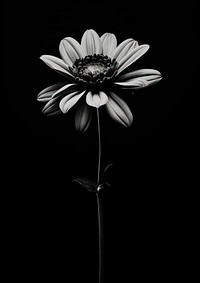 Aesthetic Photography of black flower petal plant daisy.