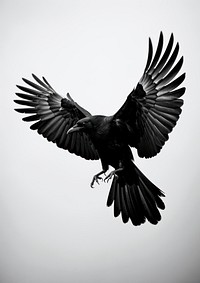 Animal flying black bird.