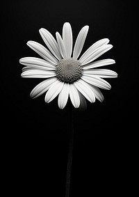 Aesthetic Photography of daisy flower petal plant.