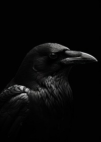Black animal bird monochrome.
