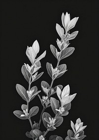 Aesthetic Photography gardenner plant black white.