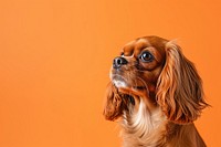 Cavalier king charles spaniel dog animal mammal.