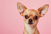 Chihuahua dog mammal animal pet.