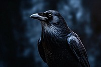 Dark background blackbird animal beak.