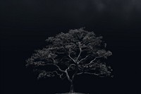 Dark background tree monochrome outdoors.