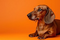 Dachshund dog animal mammal hound.