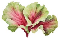 Lettuce watercolor vegetable plant leaf. AI generated Image by rawpixel.