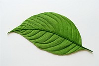 Leaf plant clothing pattern.