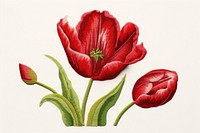Tulip in embroidery style flower petal plant.