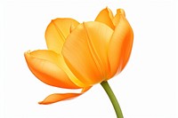 Orange flower tulip petal plant.